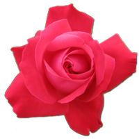 Роза 2