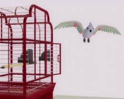 Попугай летает по комнате в симс 2