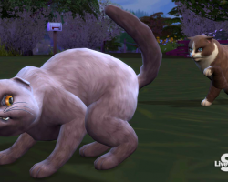 Sims 4 кошки злобно шипят