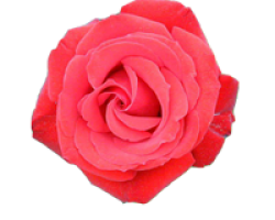 Роза 3