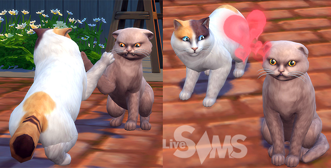Sims 4 общение кошек, вуху
